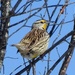 Eastern Meadowlark by sunnygreenwood
