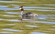 22nd Apr 2023 - Great Crested Grebe....