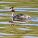 Great Crested Grebe....
