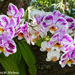 More Orchid Beauties by falcon11