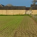 The crops are getting started for this years harvest………736 by neil_ge
