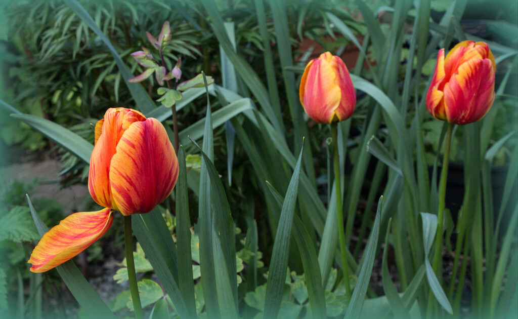 Tulips by busylady