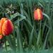 Tulips by busylady