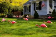 18th Apr 2023 - D108 You’ve been FLOCKED!