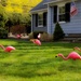 D108 You’ve been FLOCKED! by darylluk
