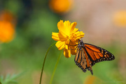 22nd Apr 2023 - Monarch butterfly