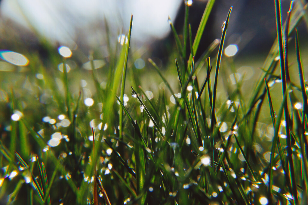 Day 107: Grass After The Rain by sheilalorson