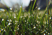 17th Apr 2023 - Day 107: Grass After The Rain