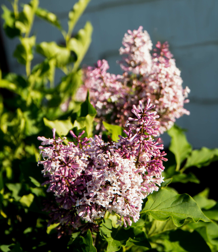 The lilacs bloomed by randystreat