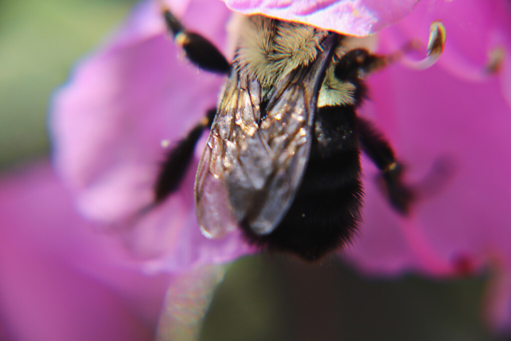 Day 110: Camera Shy Bee by sheilalorson