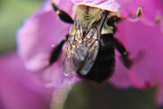 20th Apr 2023 - Day 110: Camera Shy Bee