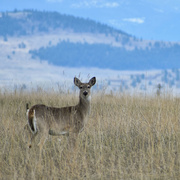 21st Apr 2023 - Yet Another Whitetail Deer...