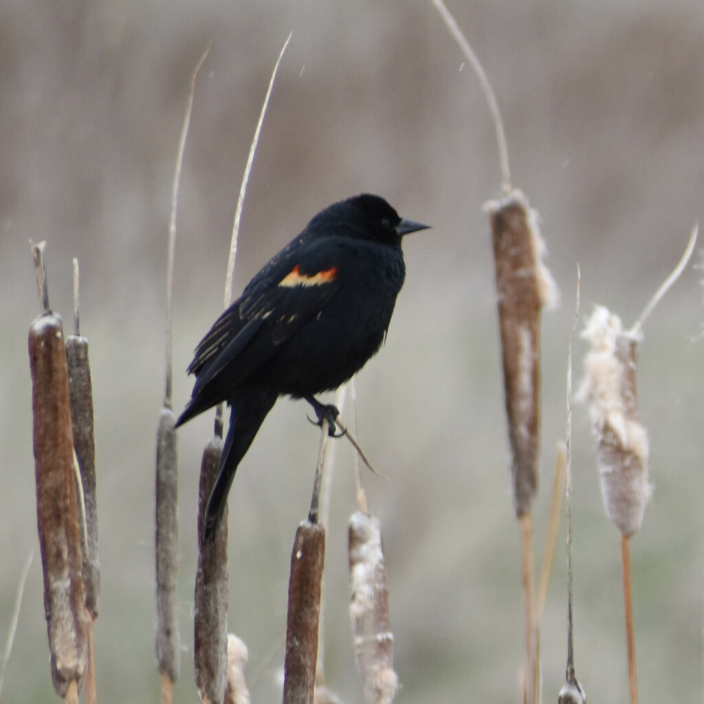 RedWinged Blackbird by bjywamer