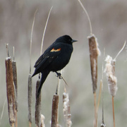 21st Apr 2023 - RedWinged Blackbird