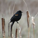 RedWinged Blackbird