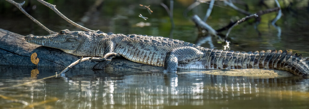 Morelet's Crocodile by nicoleweg