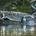 Morelet's Crocodile by nicoleweg
