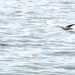 Gull in Flight by stephomy
