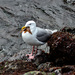 Gull with Starfish? by stephomy