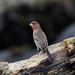 House Finch on Driftwood by stephomy