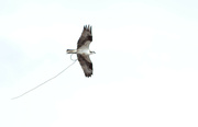 21st Apr 2023 - Osprey With Cable