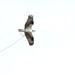 Osprey With Cable by stephomy