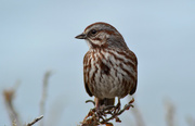 16th Apr 2023 - Song Sparrow Posing