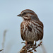 Song Sparrow Posing by stephomy