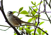 7th Apr 2023 - White-Crowned Sparrow