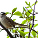 White-Crowned Sparrow by stephomy