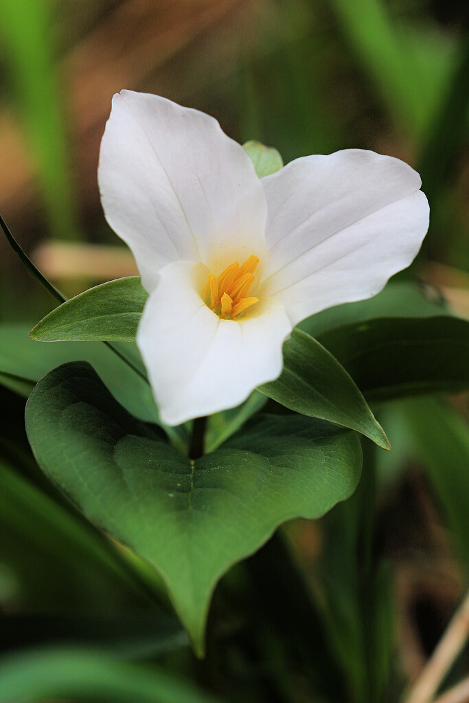 Trillium 2023 (a) by juliedduncan