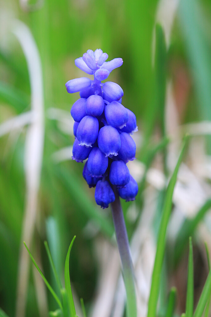 Grape Hyacinth 2023 (a) by juliedduncan
