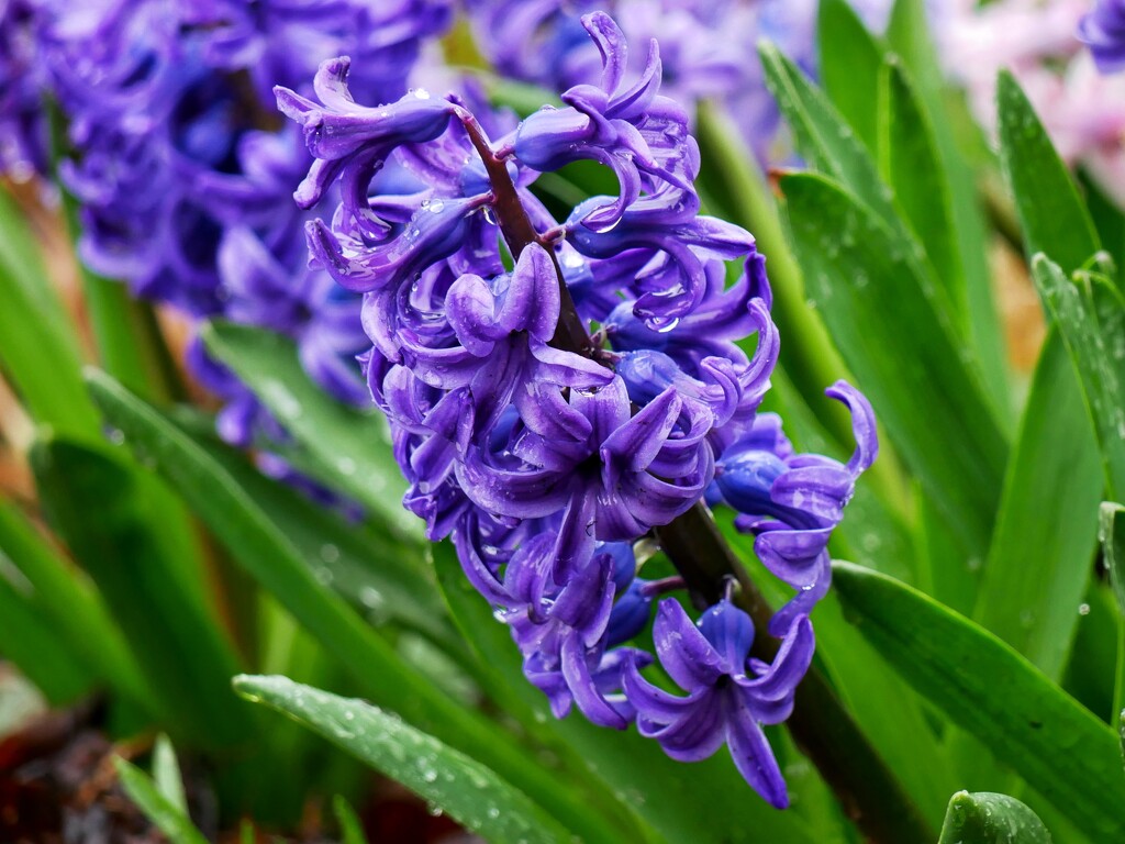 Hyacinth in the rain by ljmanning