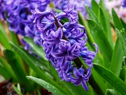 22nd Apr 2023 - Hyacinth in the rain