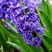 Hyacinth in the rain by ljmanning