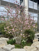 17th Apr 2023 - Cherry Blossom 