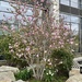 Cherry Blossom  by lisaconrad