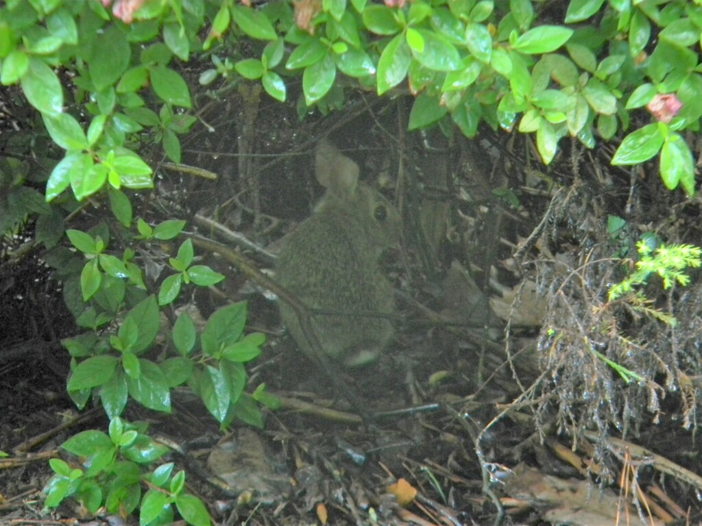 Rabbit Under Bush by sfeldphotos