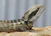 23rd Apr 2023 - Male Water Dragon