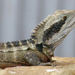 Male Water Dragon by onewing
