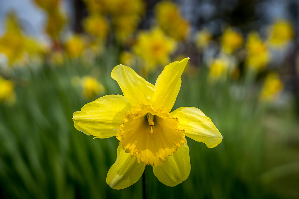 Daffodils  by cdcook48