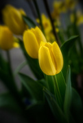 22nd Apr 2023 - Tulips
