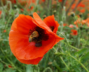 20th Apr 2023 - Poppy