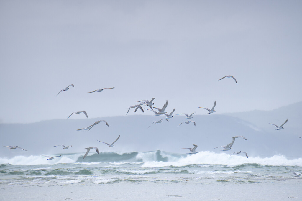 Seabirds and surf by dkbarnett