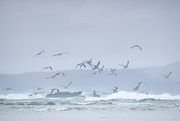 20th Mar 2023 - Seabirds and surf