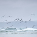 Seabirds and surf by dkbarnett