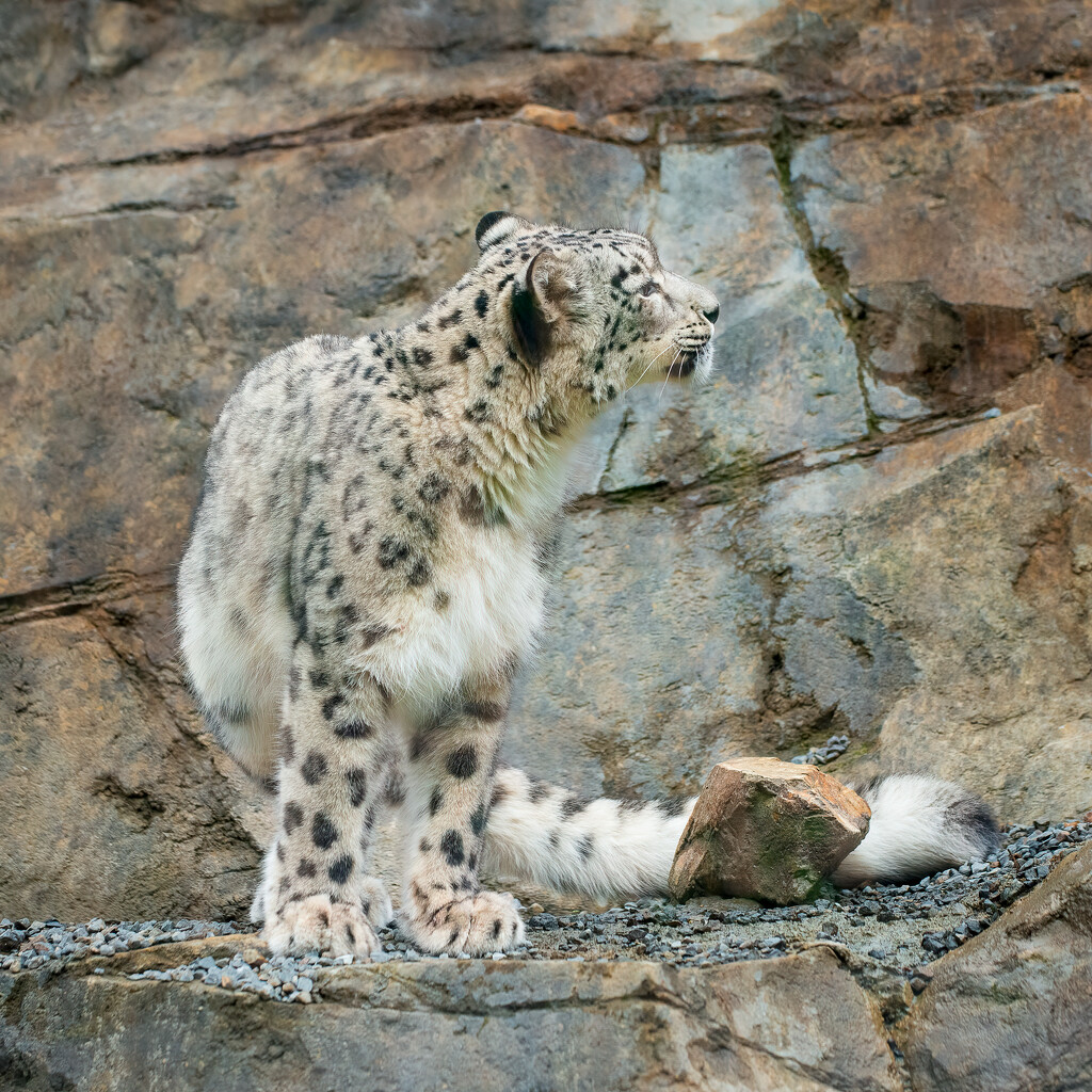 Snow Leopards by yaorenliu