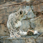 23rd Apr 2023 - Snow Leopards
