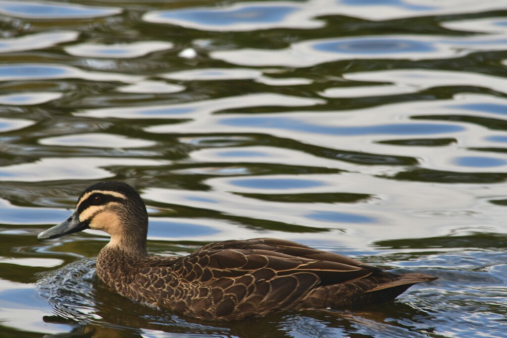 duck pond by mirroroflife