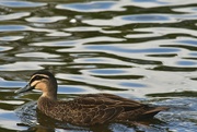 21st Apr 2023 - duck pond